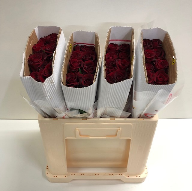 Rosa gr ever red SB_50.jpg